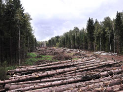 Химкинский лес станет парковой зоной